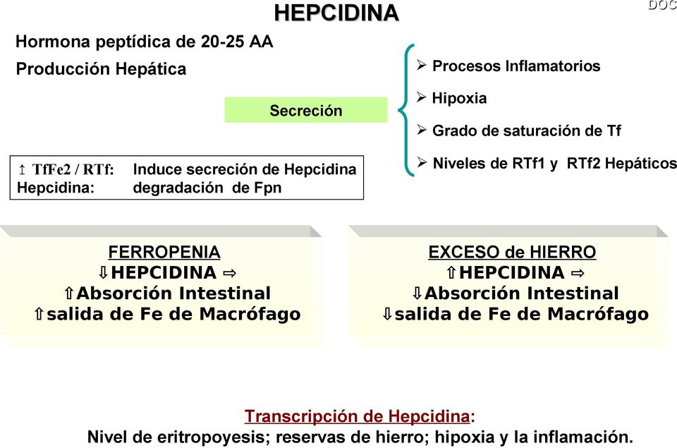 Hepáticos FERROPENIA HEPCIDINA Absorción Intestinal salida de Fe de Macrófago EXCESO de HIERRO HEPCIDINA Absorción