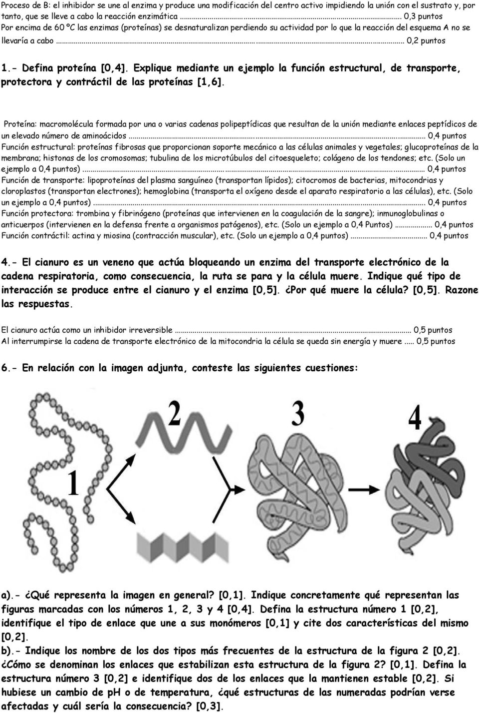 Explique mediante un ejemplo la función estructural, de transporte, protectora y contráctil de las proteínas [1,6].