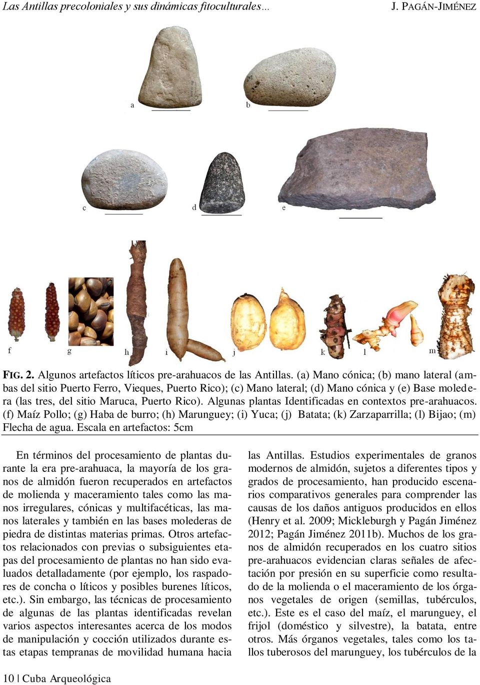 Algunas plantas Identificadas en contextos pre-arahuacos. (f) Maíz Pollo; (g) Haba de burro; (h) Marunguey; (i) Yuca; (j) Batata; (k) Zarzaparrilla; (l) Bijao; (m) Flecha de agua.