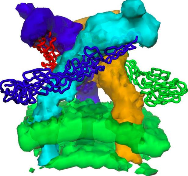 Alphavirus gp Envoltura (E1 + E2) Expuesta a mayor presión adaptativa o o Responsable de unión a