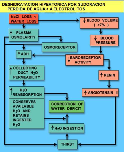 Deshidratación hipertónica por sudoración perdida de agua mayor que electrolito está representado acá como se va a estimular x un lado por osmolaridad se va estimular sed y ADH y por disminución de