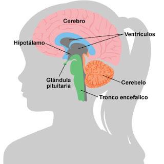 Cada hemisferio cerebral está formado por una parte periférica llamada corteza, una masa de sustancia blanca central y una serie de núcleos de sustancia gris llamados ganglios de la base.