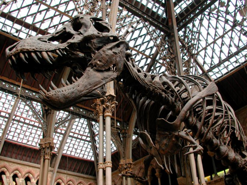 Tyrannosaurus, Museu de historia Natural de Oxford (Foto: Jordi Serrallonga) Al año siguiente de la publicación de El Origen de las Especies, en 1860, se organizó en la Universidad de Oxford un