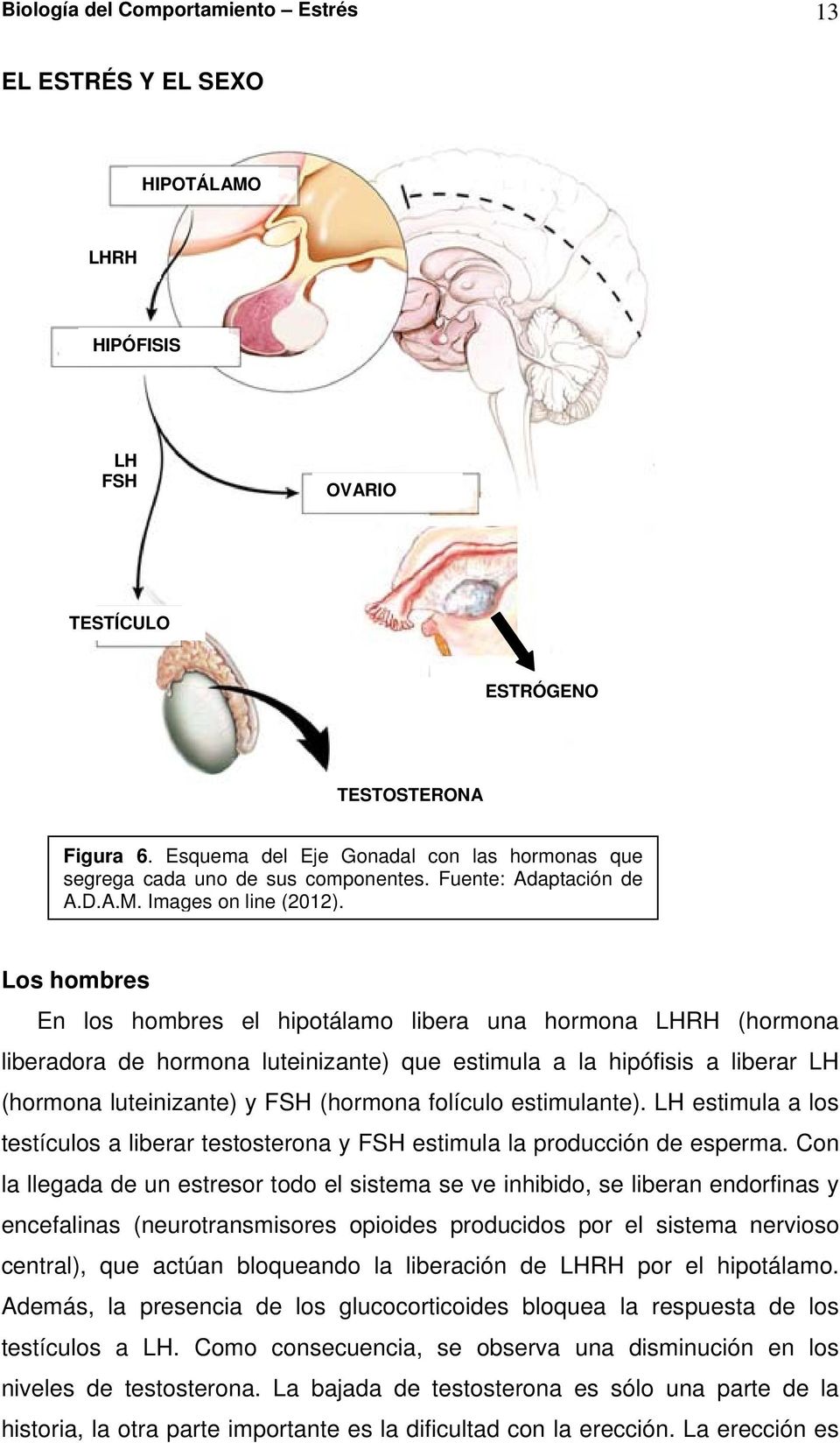 Los hombres En los hombres el hipotálamo libera una hormona LHRH (hormona liberadora de hormona luteinizante) que estimula a la hipófisis a liberar LH (hormona luteinizante) y FSH (hormona folículo