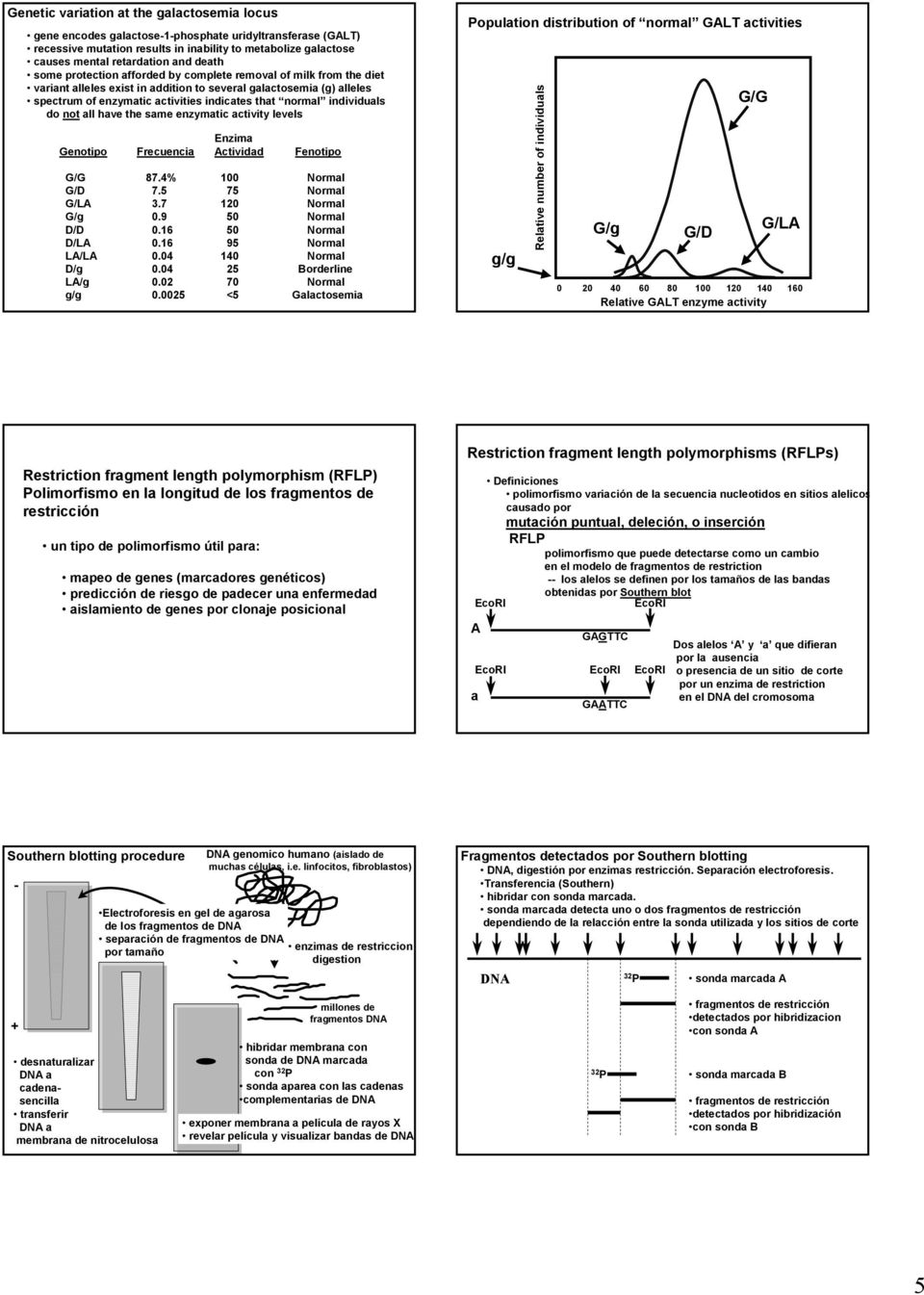 enzymtic ctivity levels Enzim Genotipo Frecuenci ctividd Fenotipo G/G 87.% 00 Norml G/D 7.5 75 Norml G/L.7 0 Norml G/g 0.9 50 Norml D/D 0.6 50 Norml D/L 0.6 95 Norml L/L 0.0 0 Norml D/g 0.