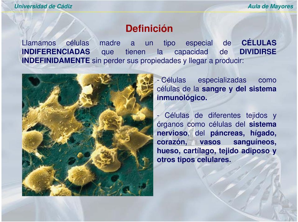 células de la sangre y del sistema inmunológico.