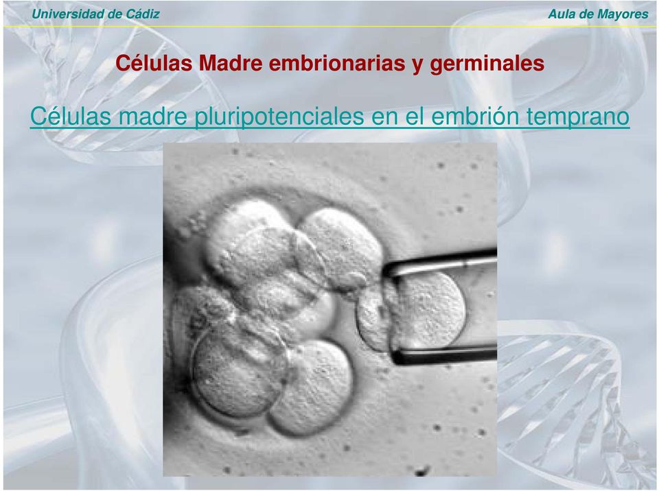 germinales Células