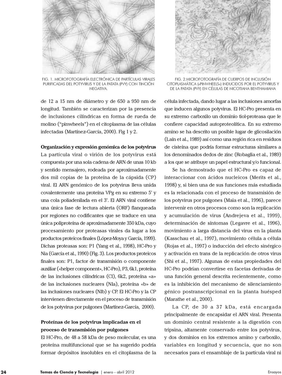 longitud. También se caracterizan por la presencia de inclusiones cilíndricas en forma de rueda de molino ( pinwheels ) en el citoplasma de las células infectadas (Martínez-García, 2000). Fig 1 y 2.