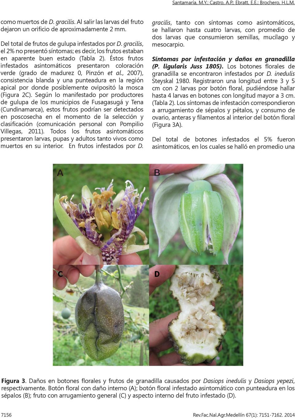 Éstos frutos infestados asintomáticos presentaron coloración verde (grado de madurez 0, Pinzón et al.