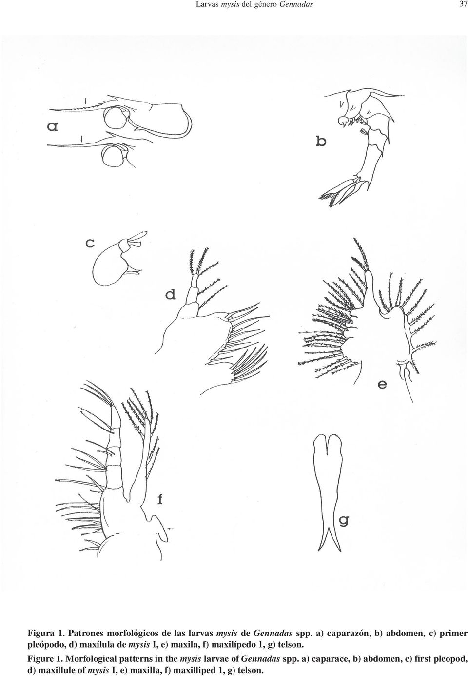 a) caparazón, b) abdomen, c) primer pleópodo, d) maxílula de mysis I, e) maxila, f) maxilípedo 1,