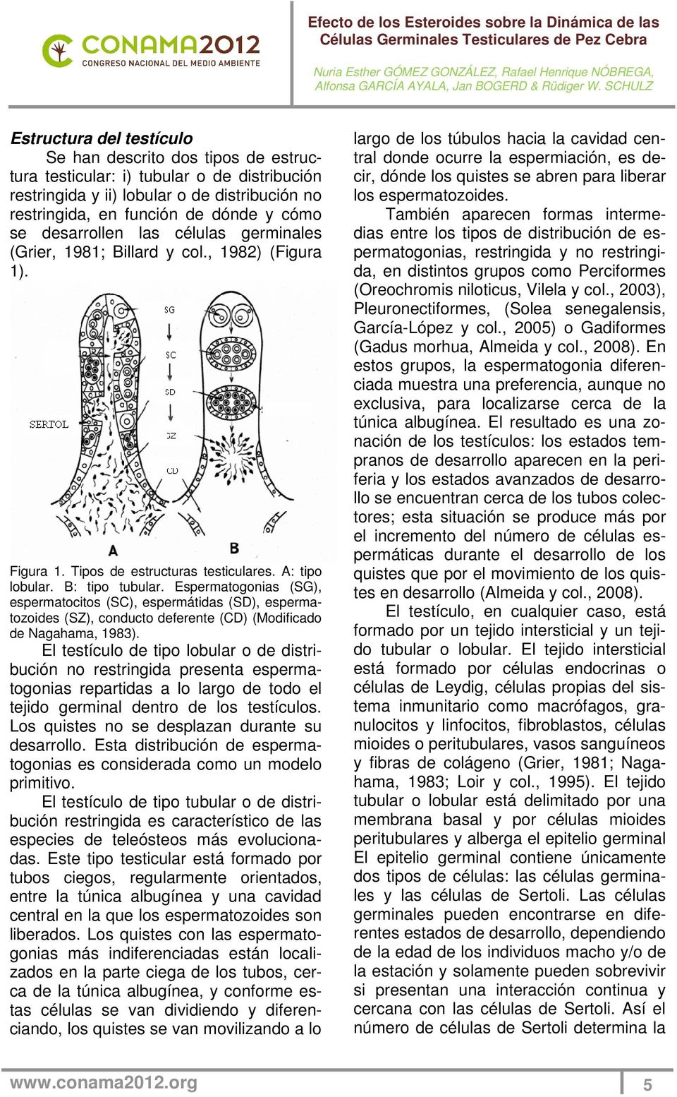 Espermatogonias (SG), espermatocitos (SC), espermátidas (SD), espermatozoides (SZ), conducto deferente (CD) (Modificado de Nagahama, 1983).