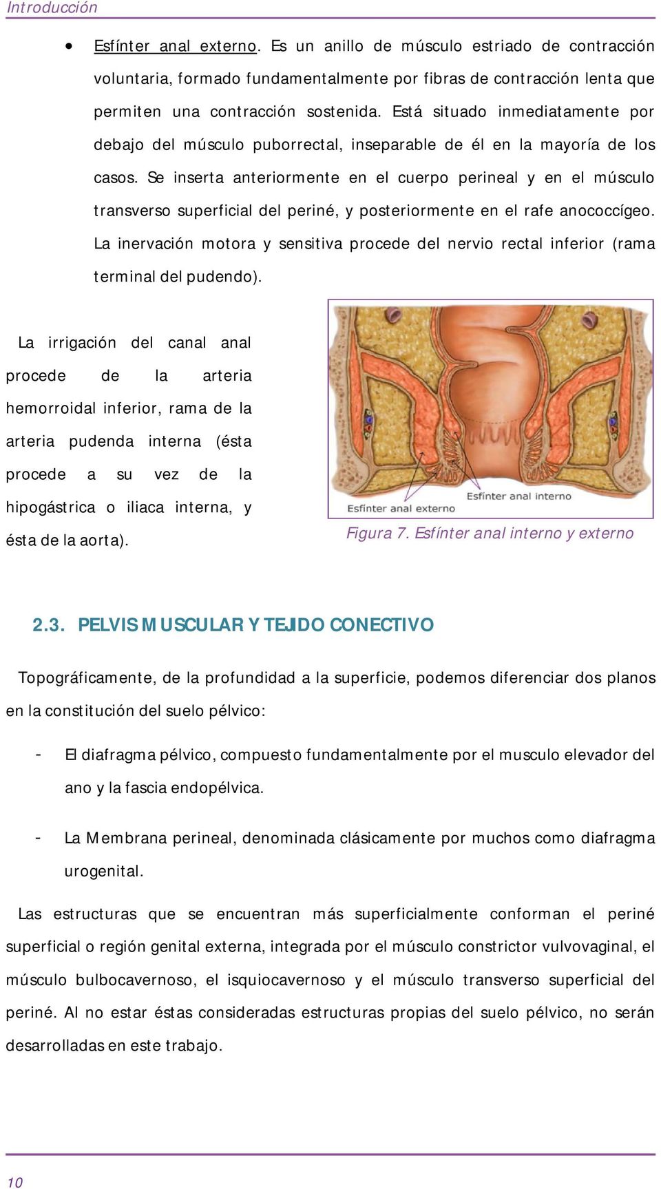 Se inserta anteriormente en el cuerpo perineal y en el músculo transverso superficial del periné, y posteriormente en el rafe anococcígeo.