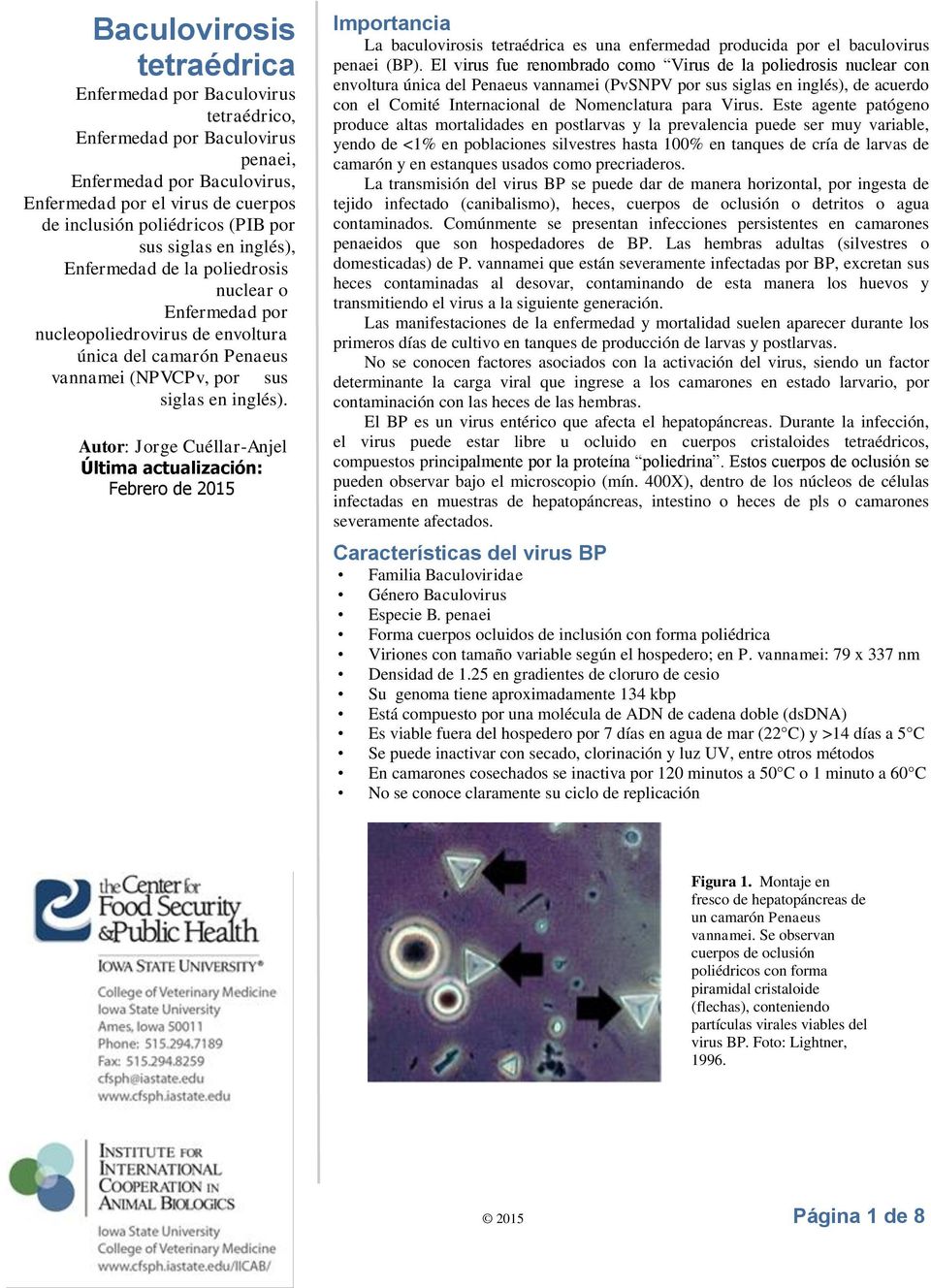 Autor: Jorge Cuéllar-Anjel Última actualización: Febrero de 2015 Importancia La baculovirosis tetraédrica es una enfermedad producida por el baculovirus penaei (BP).