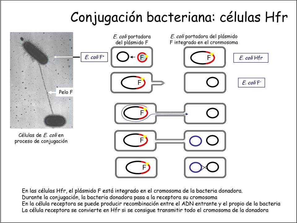 coli en proceso de conjugación En las células Hfr, el plásmido está integrado en el cromosoma de la bacteria donadora.