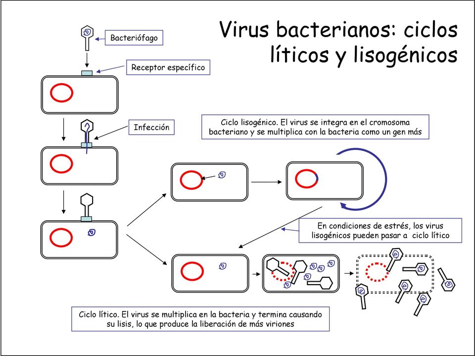 El virus se integra en el cromosoma bacteriano y se multiplica con la bacteria como un gen más En
