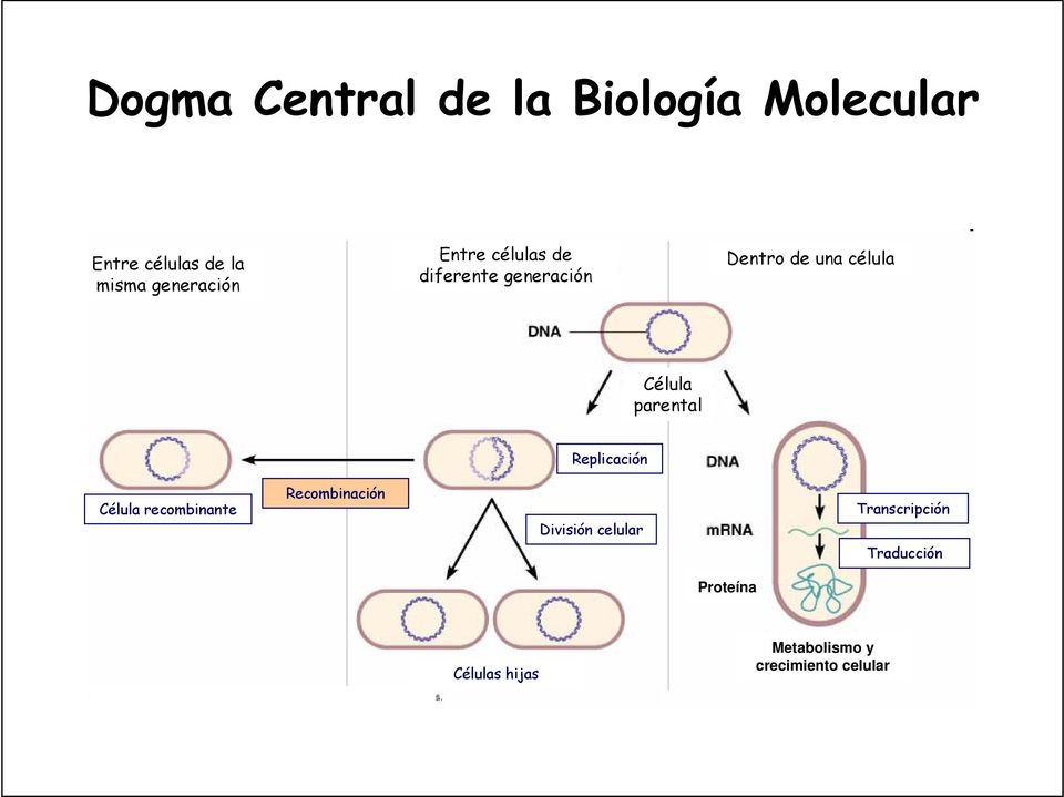 Célula parental Replicación Célula recombinante Recombinación División