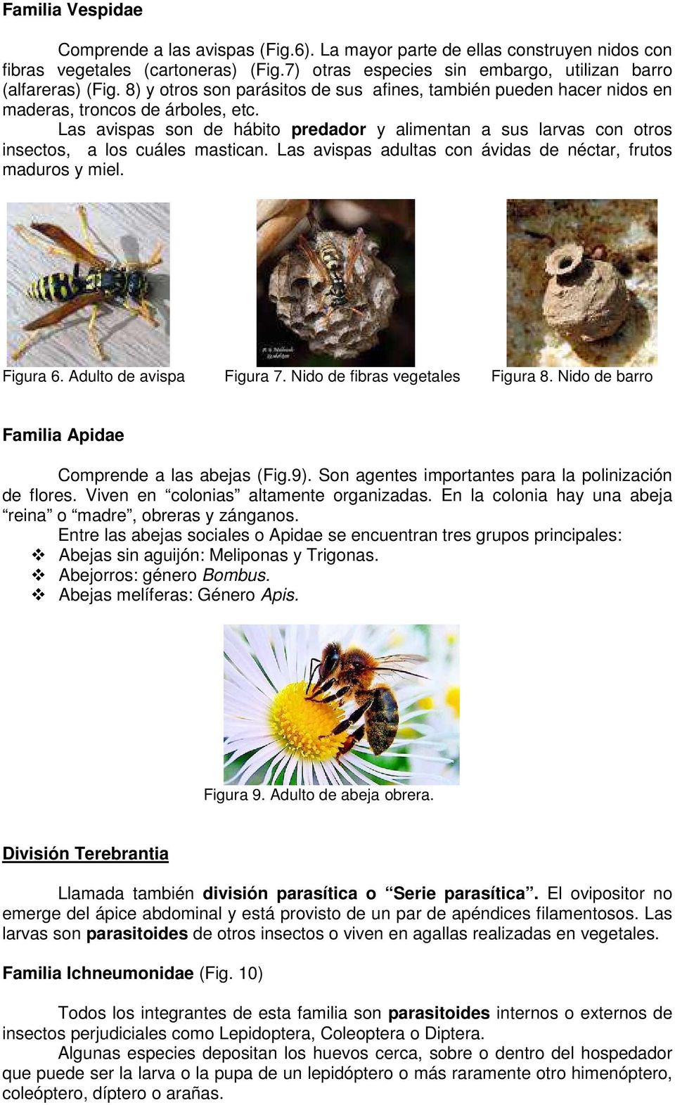Las avispas son de hábito predador y alimentan a sus larvas con otros insectos, a los cuáles mastican. Las avispas adultas con ávidas de néctar, frutos maduros y miel. Figura 6.