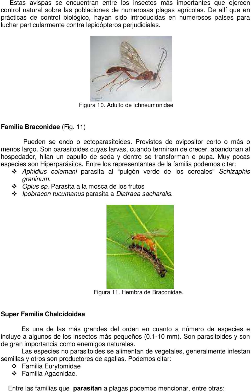 Adulto de Ichneumonidae Familia Braconidae (Fig. 11) Pueden se endo o ectoparasitoides. Provistos de ovipositor corto o más o menos largo.