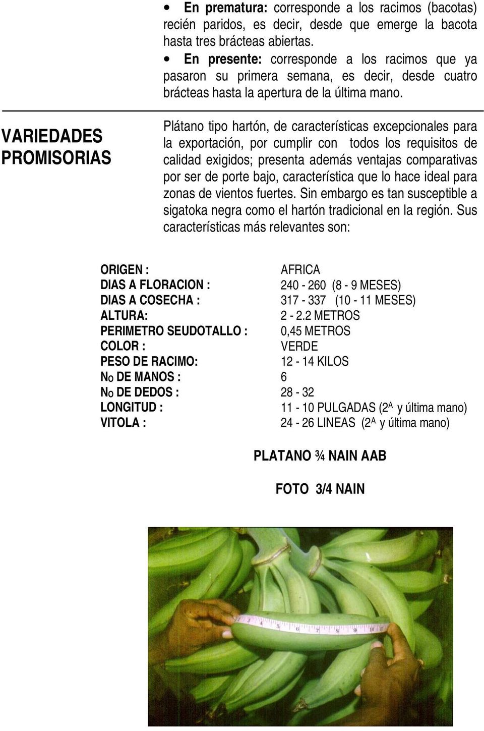 VARIEDADES PROMISORIAS Plátano tipo hartón, de características excepcionales para la exportación, por cumplir con todos los requisitos de calidad exigidos; presenta además ventajas comparativas por