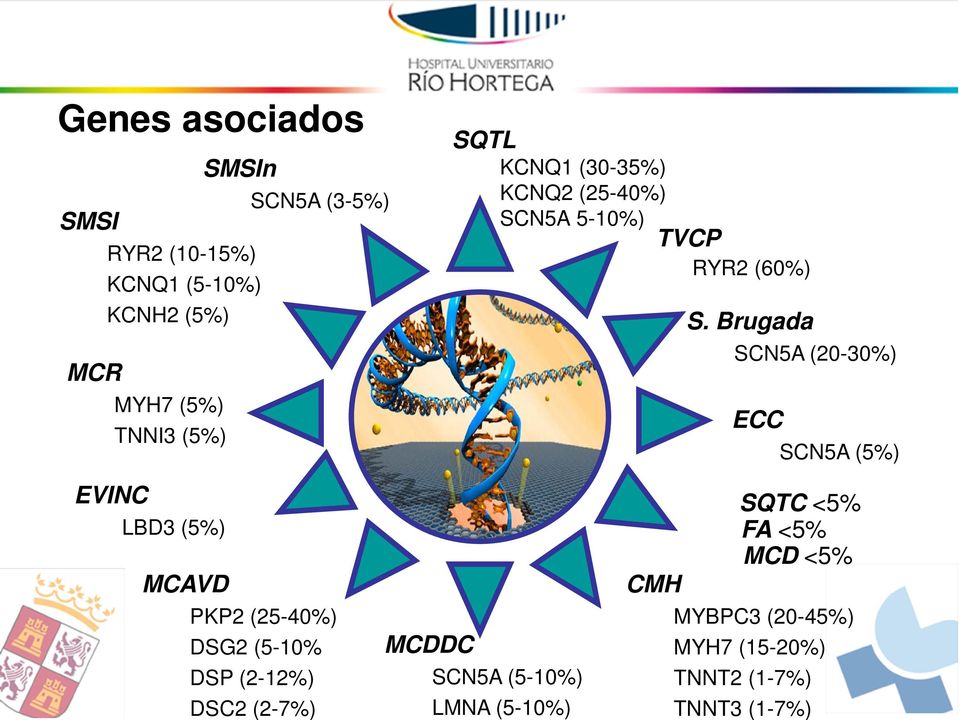 Brugada SCN5A (20-30%) ECC SCN5A (5%) EVINC LBD3 (5%) MCAVD PKP2 (25-40%) DSG2 (5-10% DSP (2-12%)