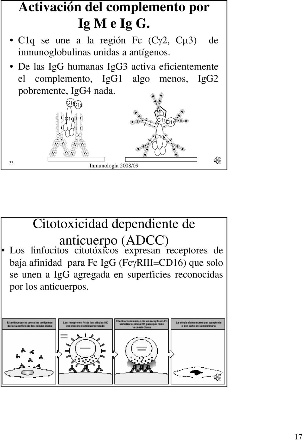 C1r C1s C1q C1r C1s C1q 33 Citotoxicidad dependiente de anticuerpo (ADCC) Los linfocitos citotóxicos expresan