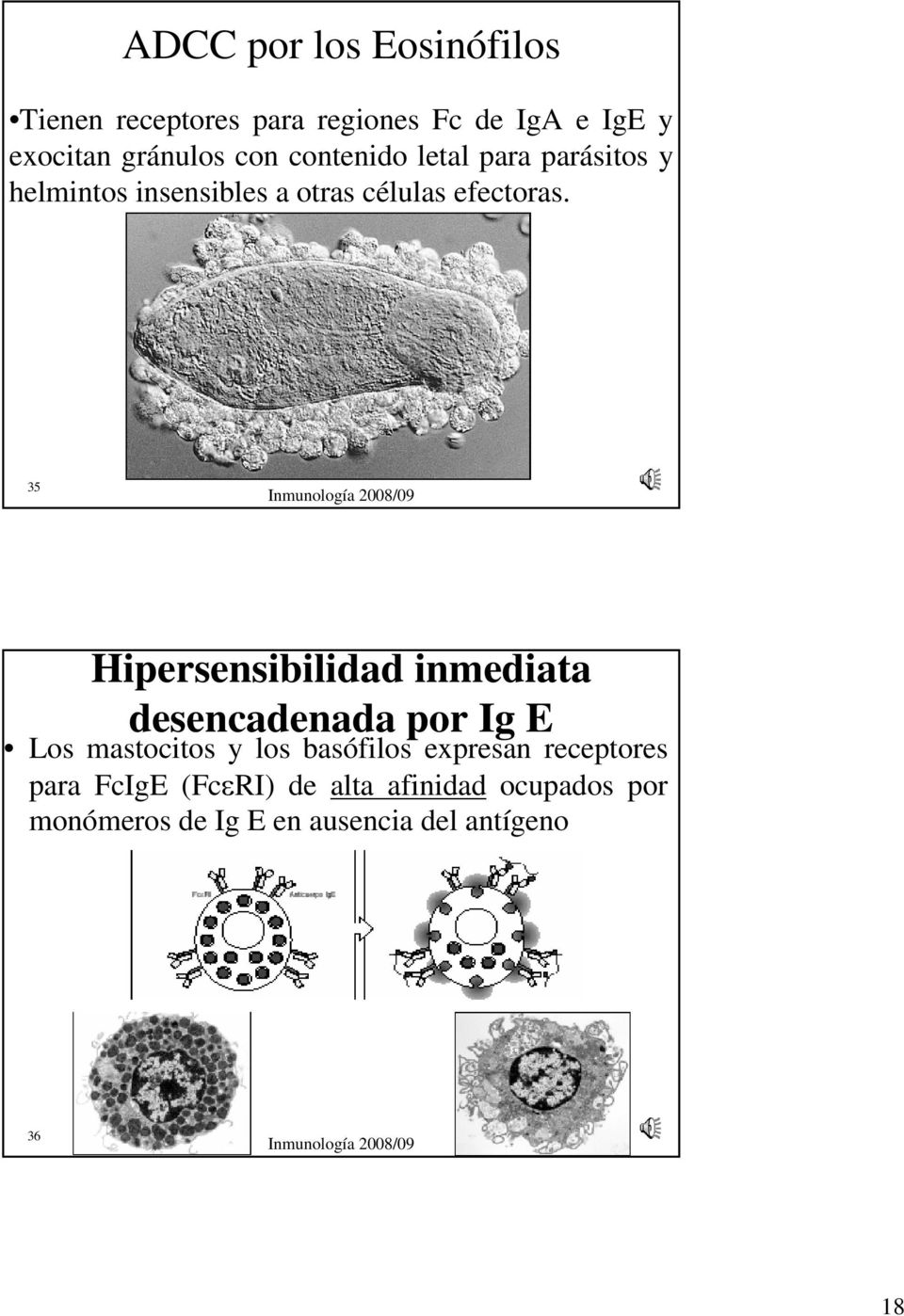 35 Hipersensibilidad inmediata desencadenada por Ig E Los mastocitos y los basófilos expresan