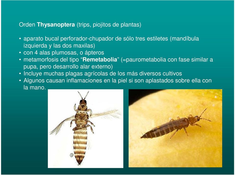 (=paurometabolia con fase similar a pupa, pero desarrollo alar externo) Incluye muchas plagas agrícolas