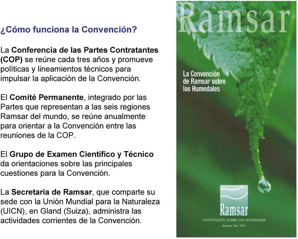 El Comité Permanente, integrado por las Partes que representan a las seis regiones Ramsar del mundo, se reúne anualmente para orientar a la Convención entre las