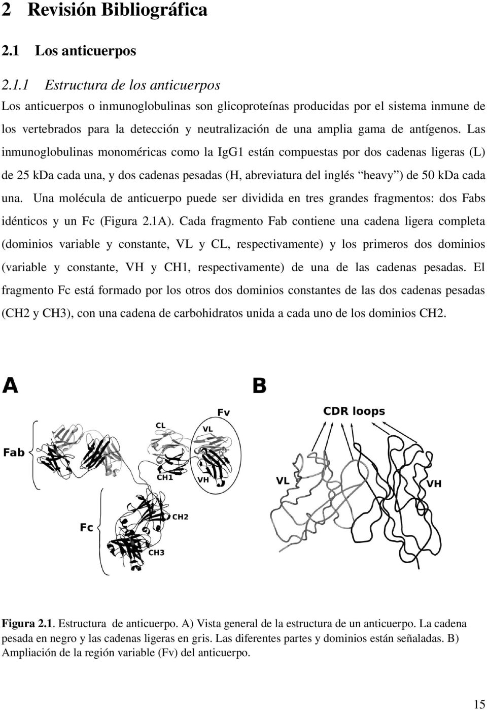 1 Estructura de los anticuerpos Los anticuerpos o inmunoglobulinas son glicoproteínas producidas por el sistema inmune de los vertebrados para la detección y neutralización de una amplia gama de