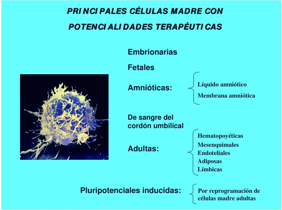 cordón umbilical Adultas: Hematopoyéticas Mesenquimales Endoteliales
