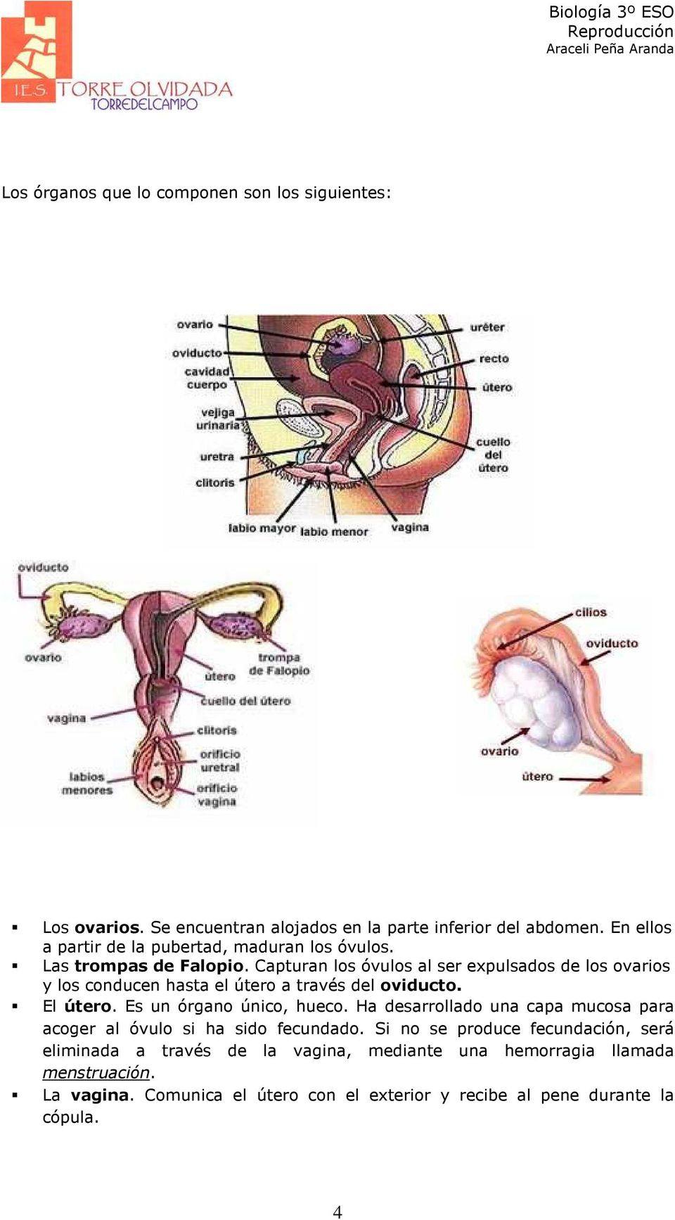 Capturan los óvulos al ser expulsados de los ovarios y los conducen hasta el útero a través del oviducto. El útero. Es un órgano único, hueco.