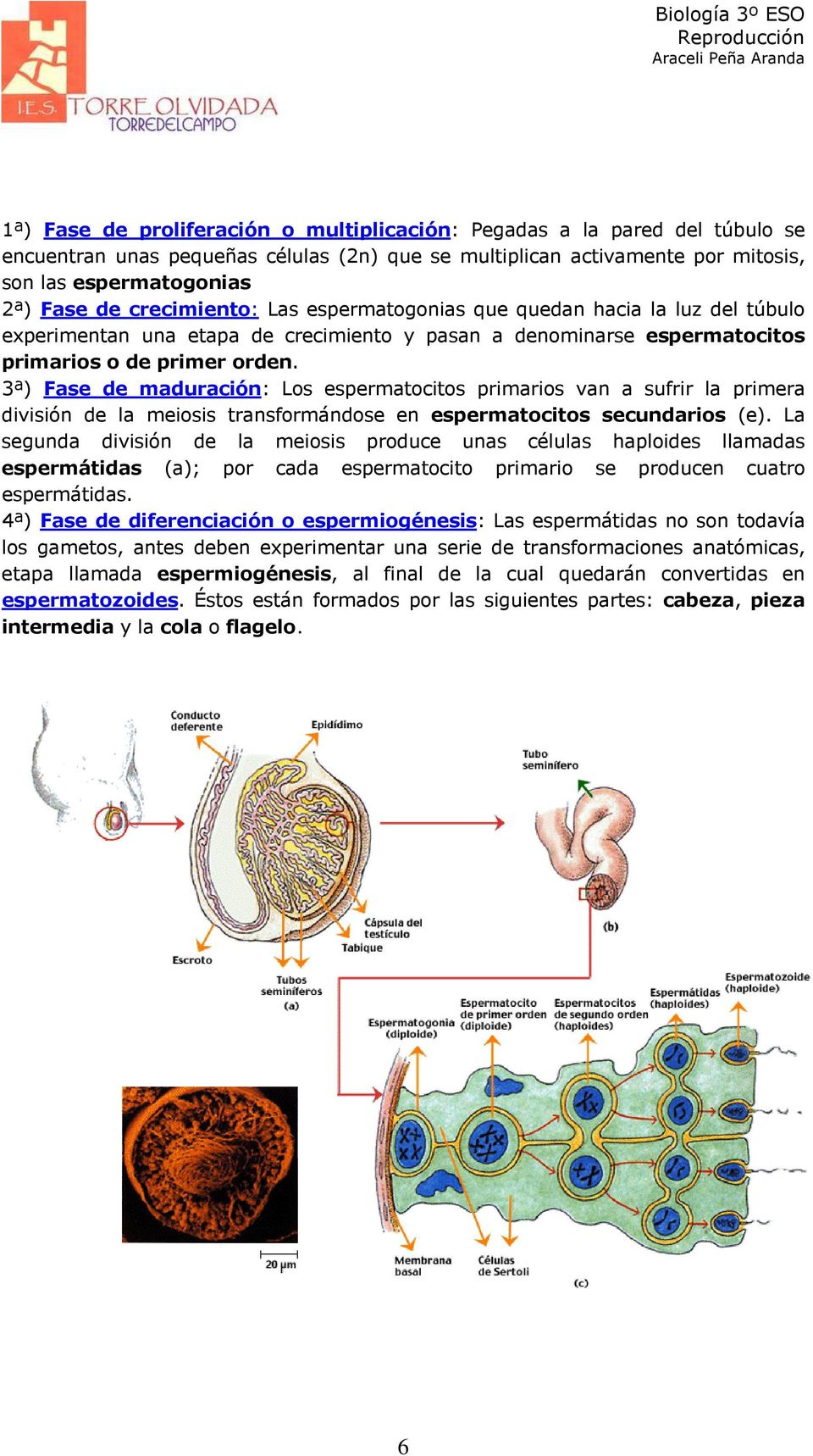 3ª) Fase de maduración: Los espermatocitos primarios van a sufrir la primera división de la meiosis transformándose en espermatocitos secundarios (e).