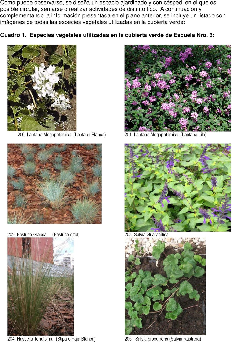 en la cubierta verde: Cuadro 1. Especies vegetales utilizadas en la cubierta verde de Escuela Nro. 6: 200. Lantana Megapotámica (Lantana Blanca) 201.