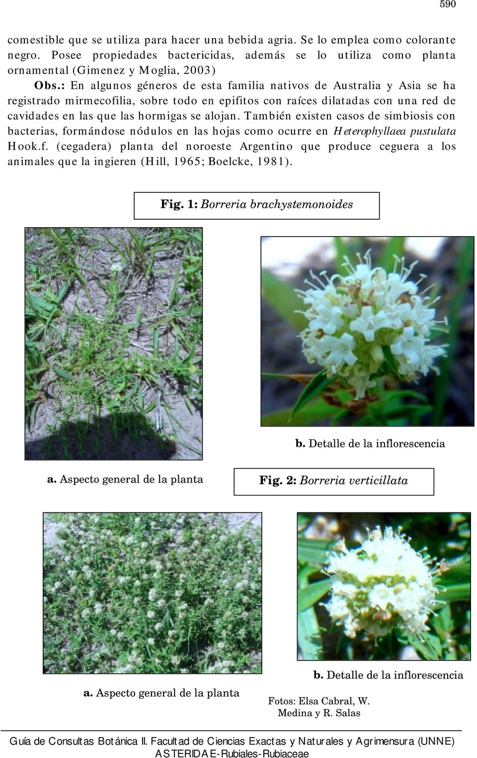 También existen casos de simbiosis con bacterias, formándose nódulos en las hojas como ocurre en Heterophyllaea pustulata Hook.f. (cegadera) planta del noroeste Argentino que produce ceguera a los animales que la ingieren (Hill, 1965; Boelcke, 1981).