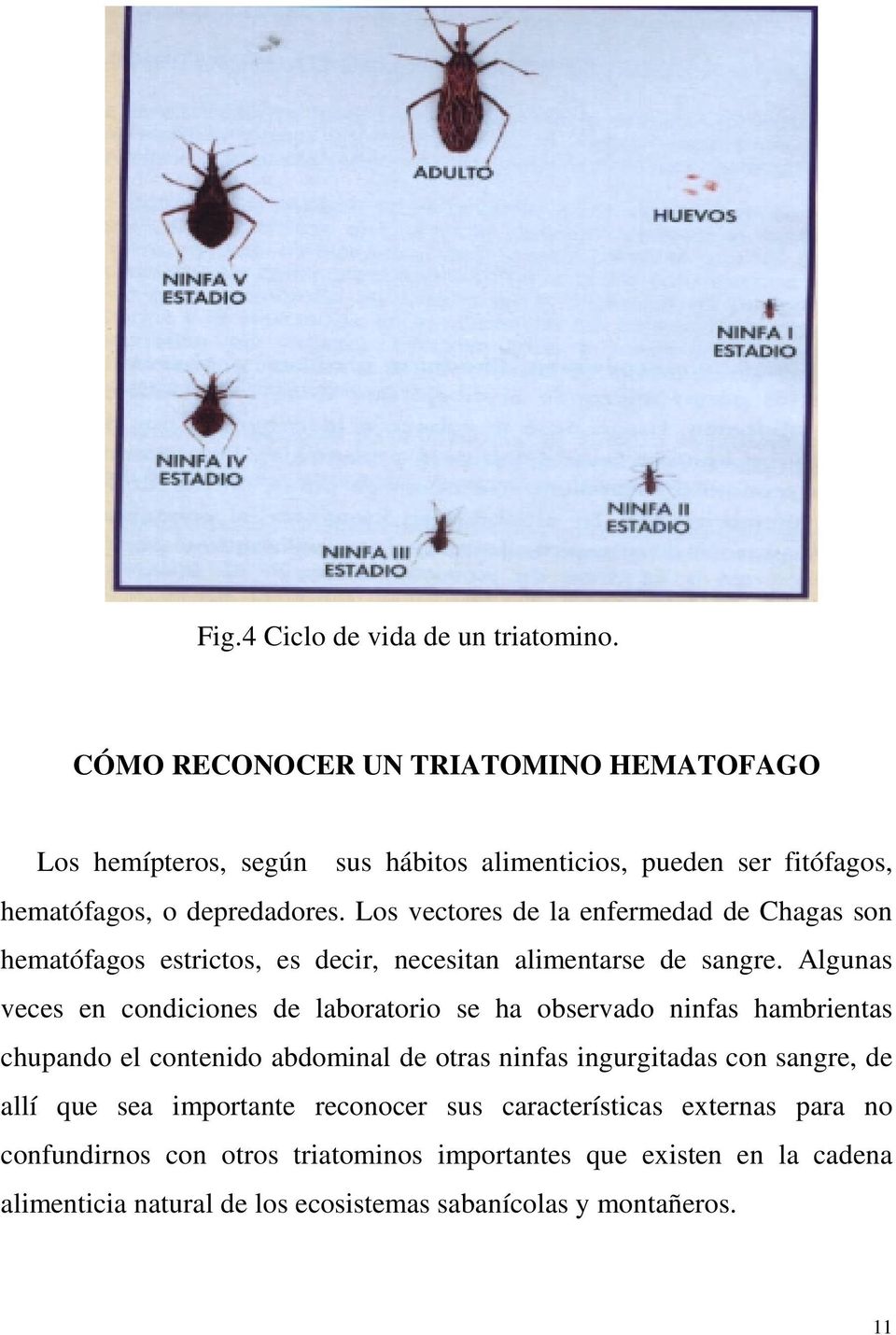 Los vectores de la enfermedad de Chagas son hematófagos estrictos, es decir, necesitan alimentarse de sangre.