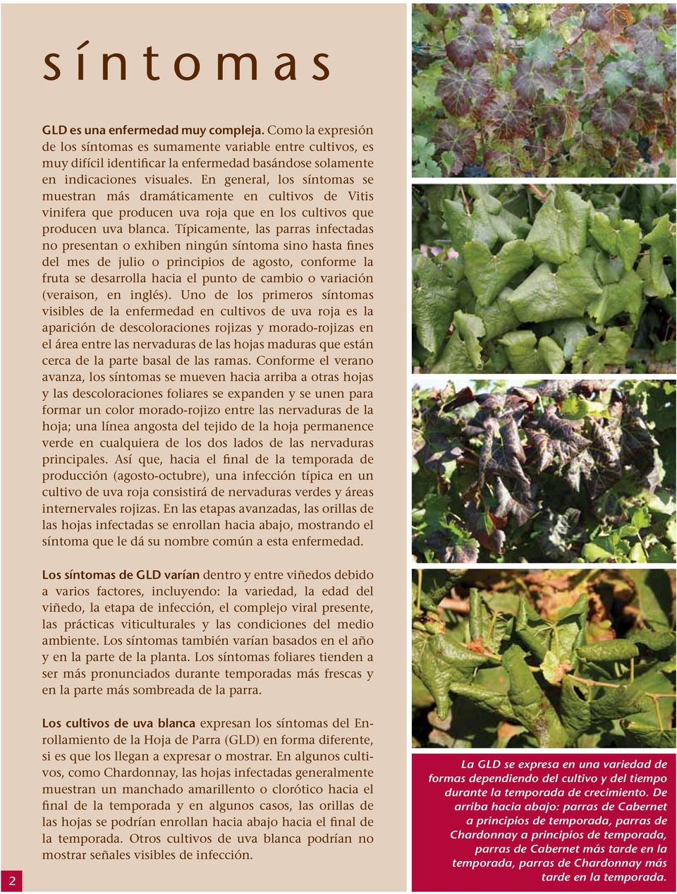 En general, los síntomas se muestran más dramáticamente en cultivos de Vitis vinifera que producen uva roja que en los cultivos que producen uva blanca.