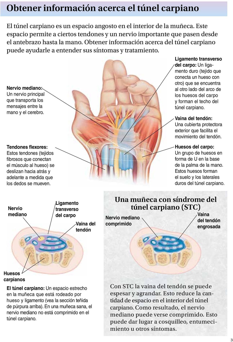 Obtener información acerca del túnel carpiano puede ayudarle a entender sus síntomas y tratamiento. Nervio mediano: Un nervio principal que transporta los mensajes entre la mano y el cerebro.