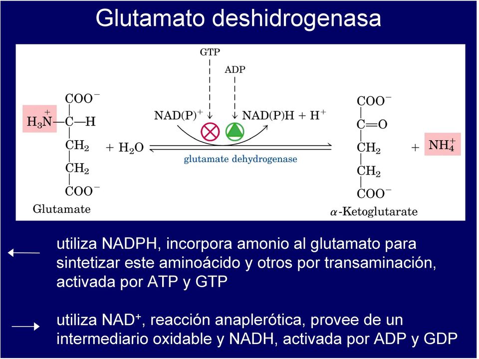 transaminación, activada por ATP y GTP utiliza NAD +, reacción