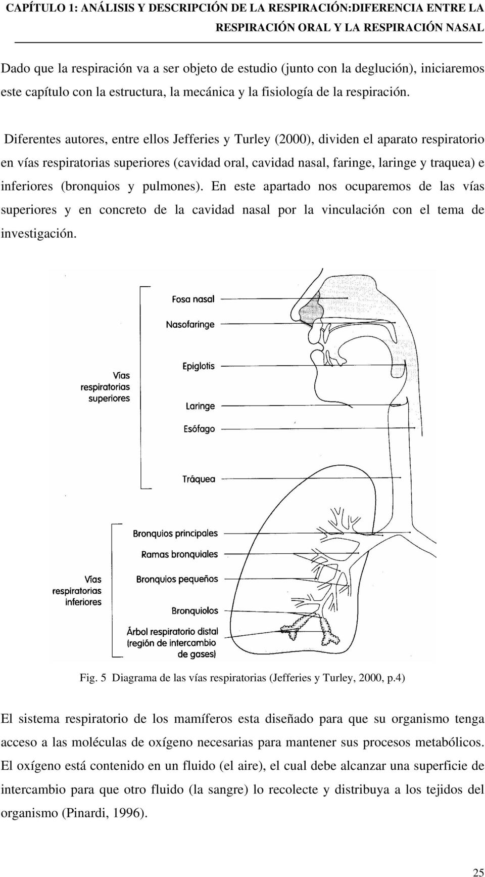 (bronquios y pulmones). En este apartado nos ocuparemos de las vías superiores y en concreto de la cavidad nasal por la vinculación con el tema de investigación. Fig.