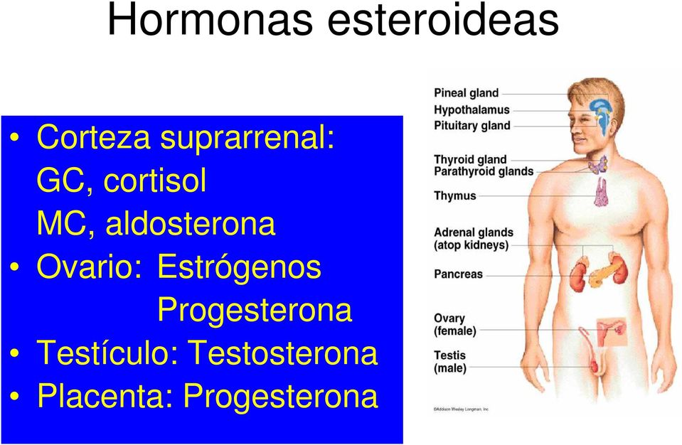 aldosterona Ovario: Estrógenos
