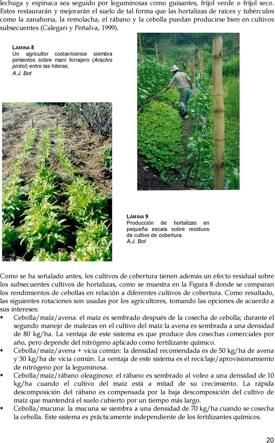 (Calegari y Peñalva, 1999). LÁMINA 8 Un agricultor costarricense siembra pimientos sobre maní forrajero (Arachis pintoi) entre las hileras. A.J.