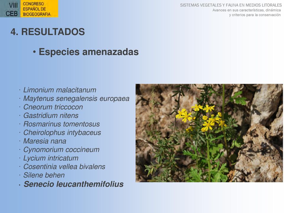Cheirolophus intybaceus Maresia nana Cynomorium coccineum Lycium