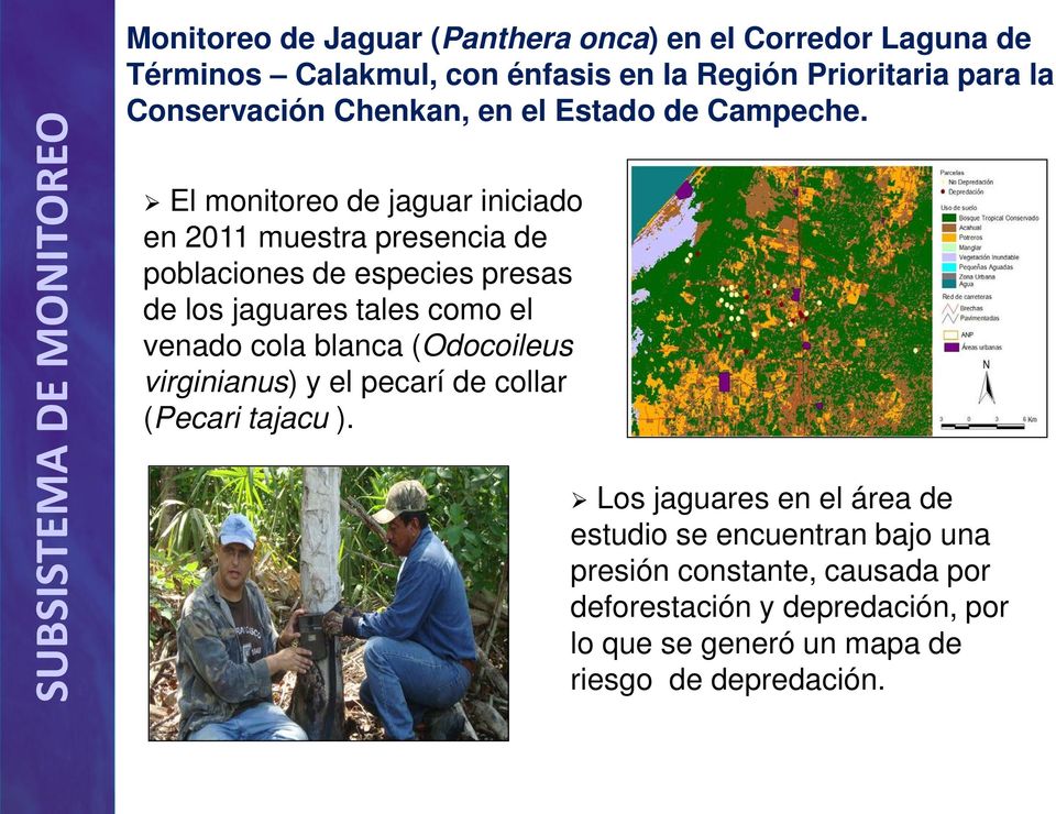 El monitoreo de jaguar iniciado en 2011 muestra presencia de poblaciones de especies presas de los jaguares tales como el venado cola
