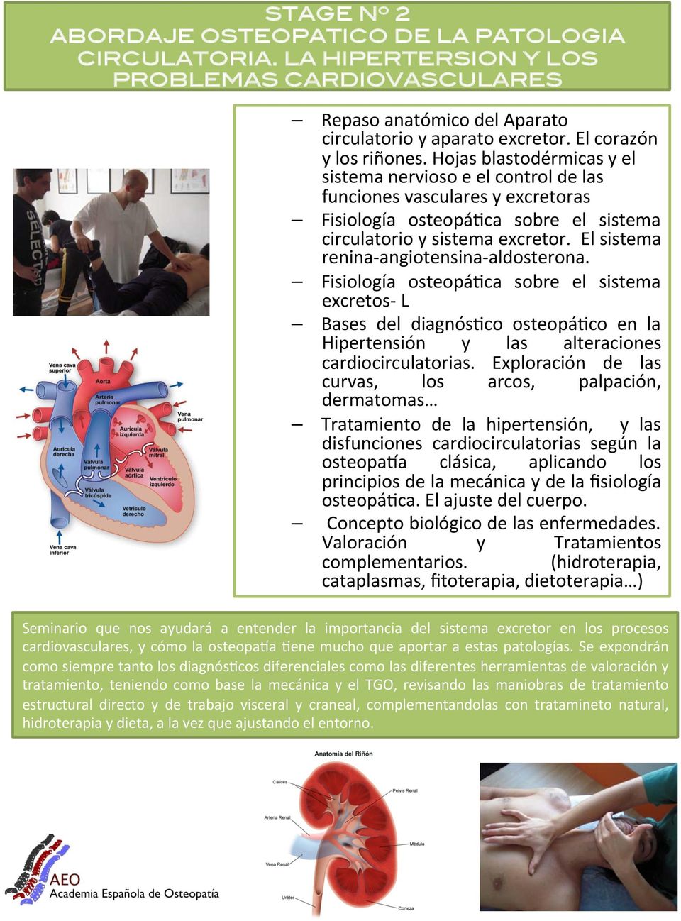 El sistema renina- angiotensina- aldosterona. Fisiología osteopábca sobre el sistema excretos- L Bases del diagnósbco osteopábco en la Hipertensión y las alteraciones cardiocirculatorias.