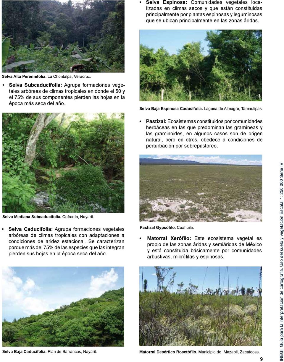 Selva Subcaducifolia: Agrupa formaciones vegetales arbóreas de climas tropicales en donde el 50 y el 75% de sus componentes pierden las hojas en la época más seca del año.