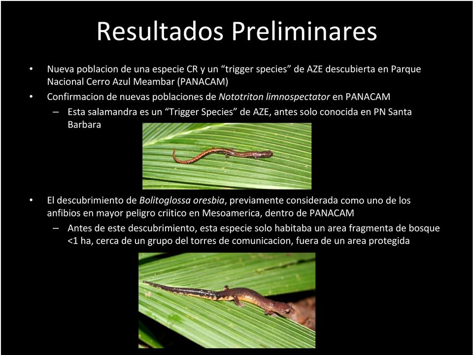 Barbara El descubrimiento de Bolitoglossa oresbia, previamente considerada como uno de los anfibios en mayor peligro criitico en Mesoamerica, dentro de