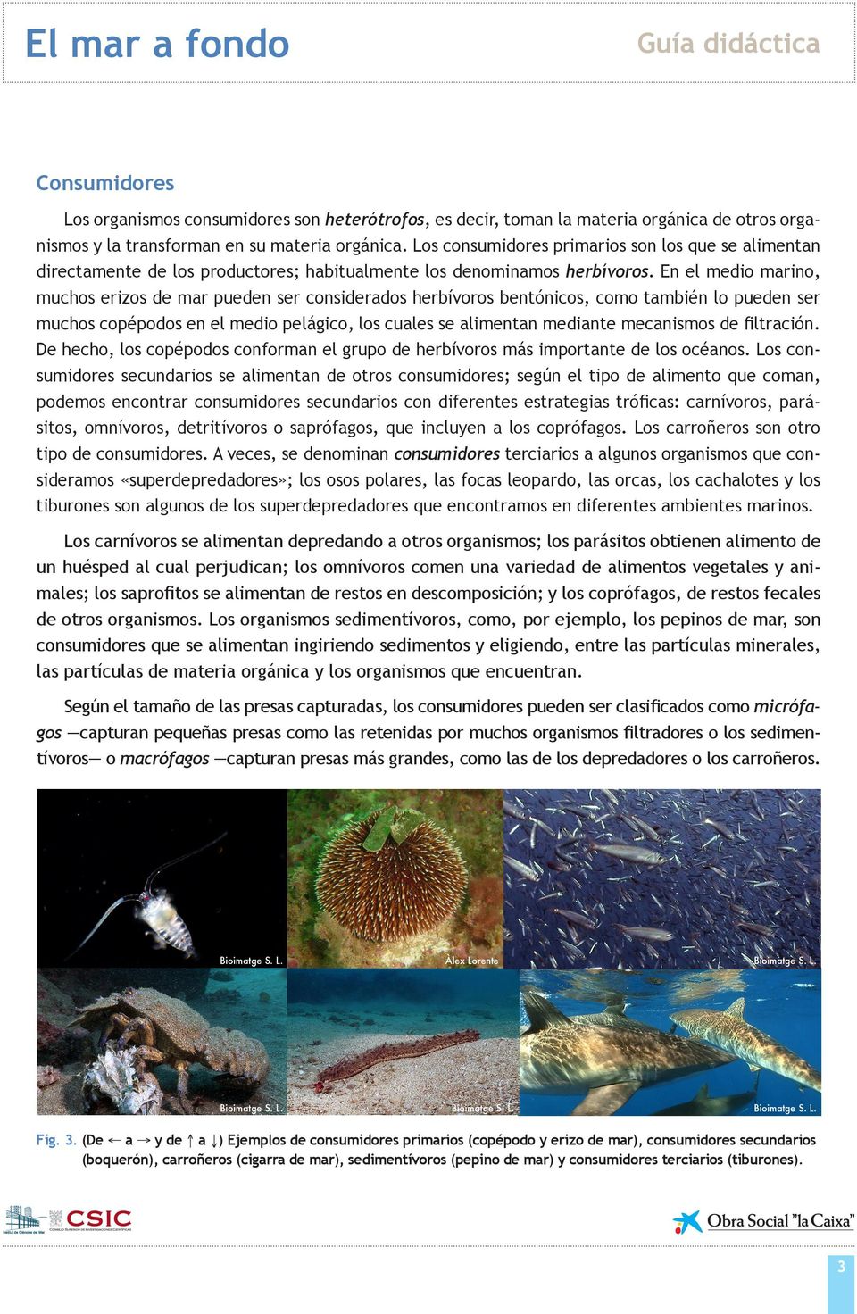 En el medio marino, muchos erizos de mar pueden ser considerados herbívoros bentónicos, como también lo pueden ser muchos copépodos en el medio pelágico, los cuales se alimentan mediante mecanismos