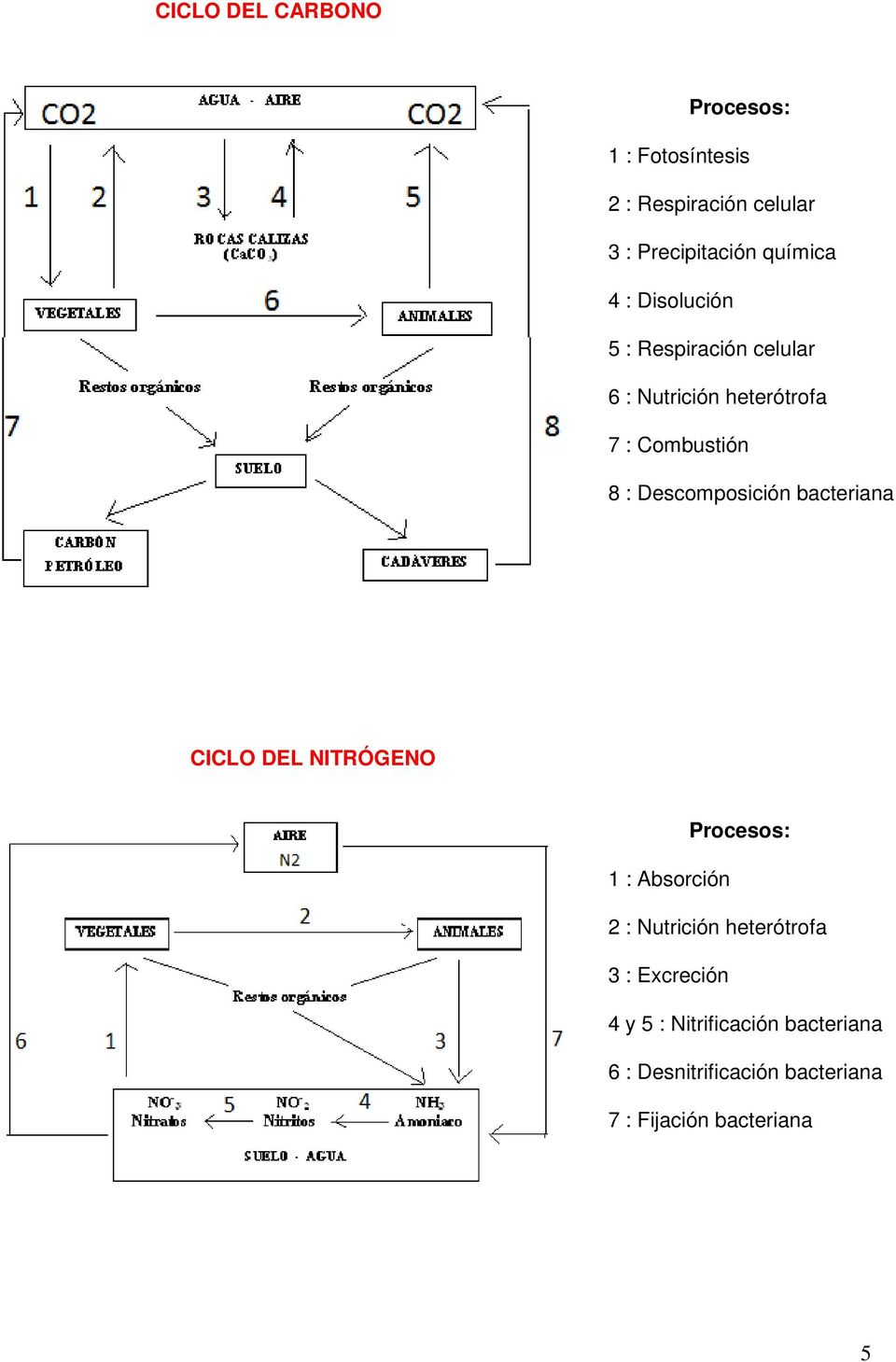 Descomposición bacteriana CICLO DEL NITRÓGENO Procesos: 1 : Absorción 2 : Nutrición
