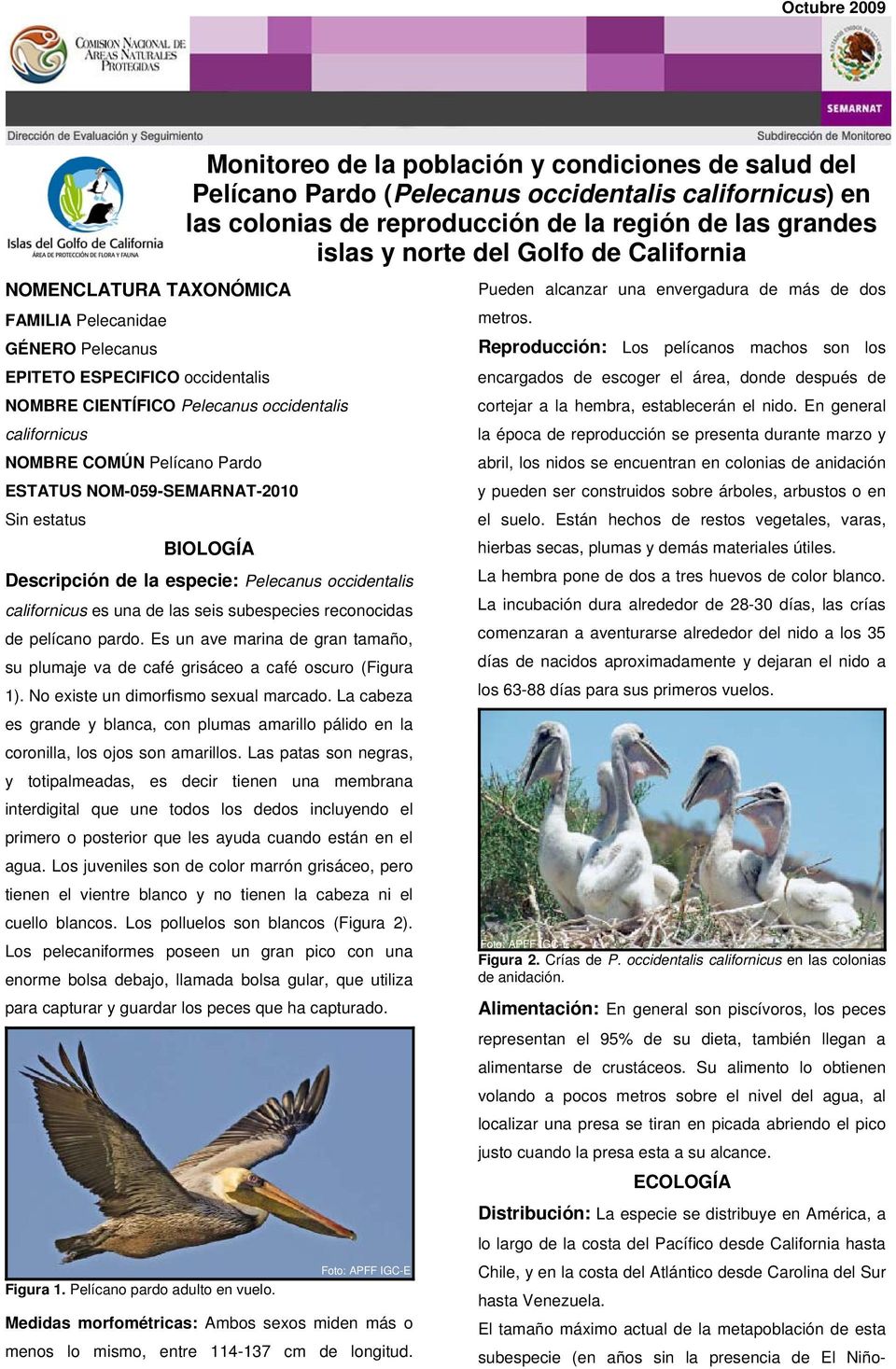 NOM-059-SEMARNAT-2010 Sin estatus BIOLOGÍA Descripción de la especie: Pelecanus occidentalis californicus es una de las seis subespecies reconocidas de pelícano pardo.