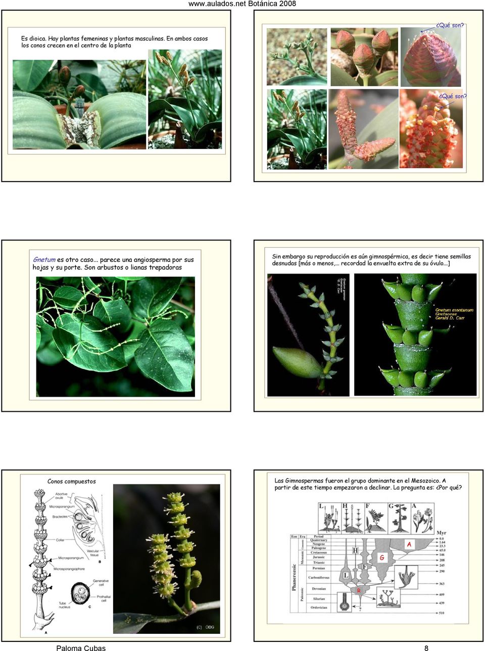 Son arbustos o lianas trepadoras Sin embargo su reproducción es aún gimnospérmica, es decir tiene semillas desnudas [más o menos,.